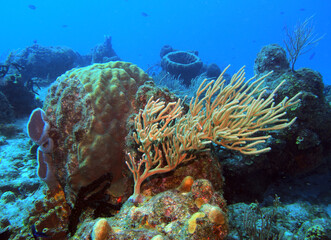 Fototapeta na wymiar Coral reef in Caribbean Sea near Cozumel Island, Mexico