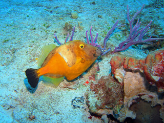 American whitespotted filefish  in Caribbean Sea near Cozumel Island, Mexico