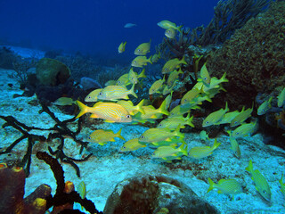 Fototapeta na wymiar French grunt in Caribbean Sea near Cozumel Island, Mexico