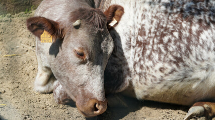 Fototapeta premium vaca