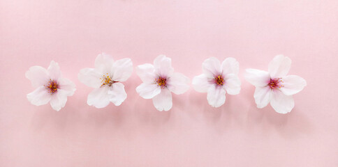 桜の花を並べる © muni