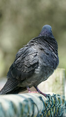 pombo