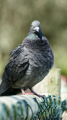 pombo