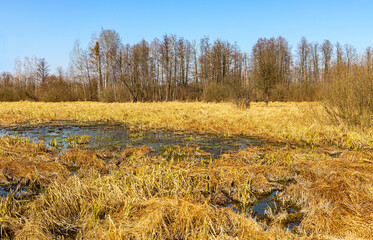 Fototapeta premium Early spring swampy undergrowth of mixed forest in Kampinos nature reserve near Truskaw village near Warsaw in Mazovia region of central Poland
