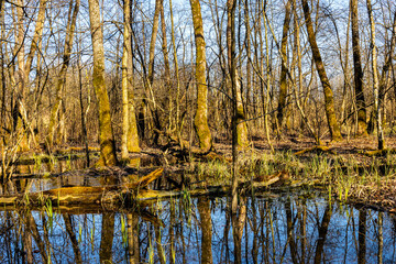 Early spring swampy undergrowth of mixed forest in Kampinos nature reserve near Truskaw village...