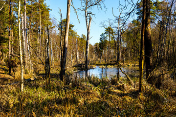 Early spring swampy undergrowth of mixed forest in Kampinos nature reserve near Truskaw village near Warsaw in Mazovia region of central Poland - 496870334