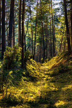Early spring swampy undergrowth of mixed forest in Kampinos nature reserve near Palmiry village near Warsaw in Mazovia region of central Poland