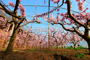 The peach trees in the greenhouse are in blossom