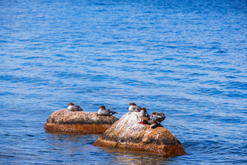 Fototapeta premium Flock of Merganser birds on a rock in a lake