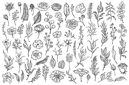 outline floral set two, botanical, foliage leaves flowers branches collection, isolated vector illustration