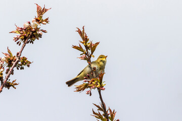 Singing Willow warbler in a blooming tree in the springtime