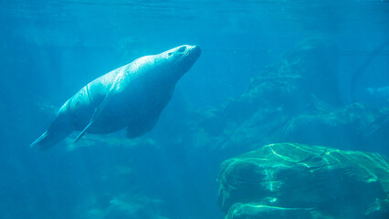 steller sea lion in the water