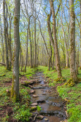 Lush woodland with a stream in spring