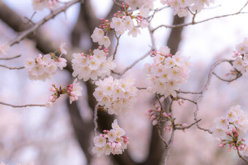 満開の桜イメージ