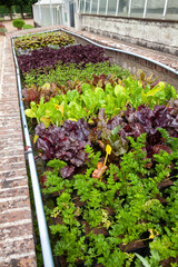 Au potager - Plantation de semis de légume dans une jardinière horticole