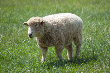 Sheep in a green pasture