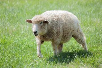Naklejka na ściany i meble Sheep in a green pasture