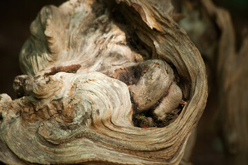 Natural Abstractions in dead wood