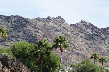 Fototapeta na wymiar Mountain with palm trees in the foreground