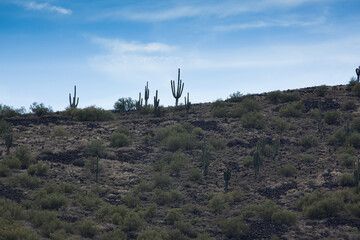 Fototapeta na wymiar Saguaro Cactus in the desert sunshine