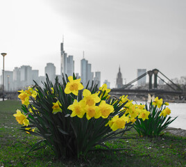 Daffodils blooming with the Skyscrapers from Frankfurt am Main and a Bridge behind Spring 2022