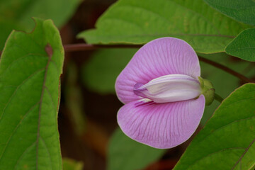 close up, spurred butterfly pea flower on nature background