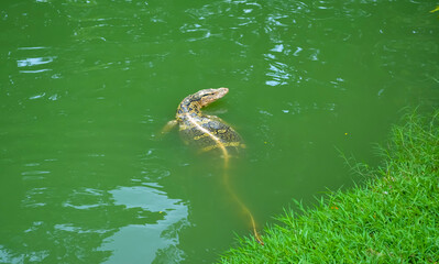 Monitor lizard in the pond