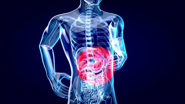 4K abstract anatomy animation of a stomach system