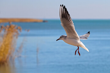 Seagull bird fly with outstretched wings over the blue water to fish. Reeds in the background. Color wildlife photo of the Balaton for poster or decoration picture.
