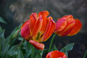 Tulips In The Garden During Springtime