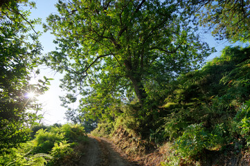 Footpath in Tavagna forest. Corsica island