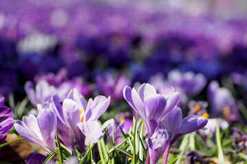 a lot of lilac crocuses in the park.  lilac background