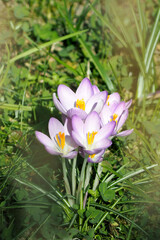 several lilac crocus flowers grow in the park.  flowers. side view. lots of flowers
