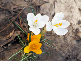 two white and yellow buds of crocuses grow in the park. view from above. spring flowers