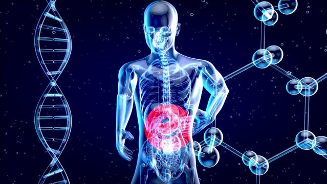 4K abstract anatomy animation of a stomach system