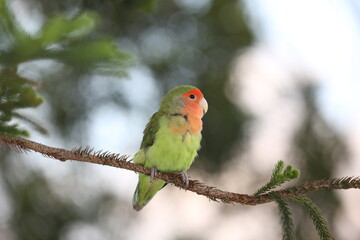 PÁSSARO AGAPORNI NA ÁRVORE