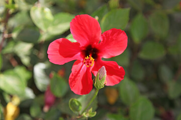 Close up of a red Chinese Hibiscus flowers, Aswan Egypt
