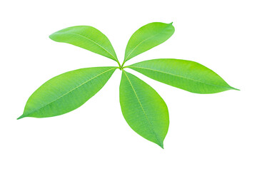 Green leaves isolated white background with clipping path.