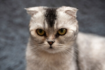 Naklejka na ściany i meble View of a Scottish Fold gray domestic cat in a room