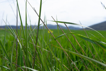 Obraz premium GREEN GRASS FIELD IN SPRING