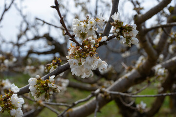 CHERRY BLOSSOM IN A FIELD IN SPRING