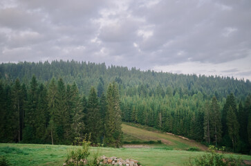 Fototapeta na wymiar Beautiful green mountains in the Carpathians in autumn