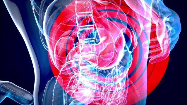 4K abstract anatomy animation of a stomach system