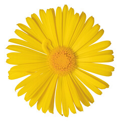 Lovely yellow Daisy (Marguerite, Doronicum) isolated on white background, including clipping path.