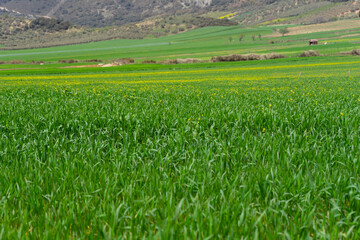FIELD OF GREEN GRASS IN SPRING