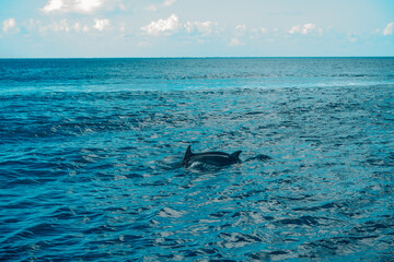 Fototapeta premium fin of a dolphin in the sea of ​​cozumel