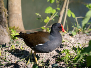 Poule d'eau.
