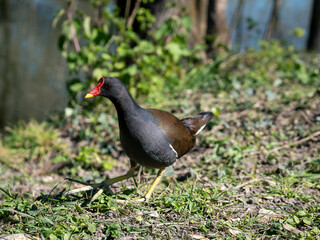 Poule d'eau.