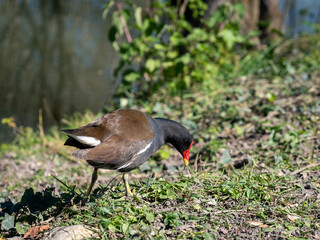 Poule d'eau.