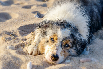 Australian Shepherd Hund liegt im Sand in der Abendsonne und schaut entspannt zum Betrachter - 496874945